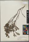 Foto von Salix uva-ursi Pursh